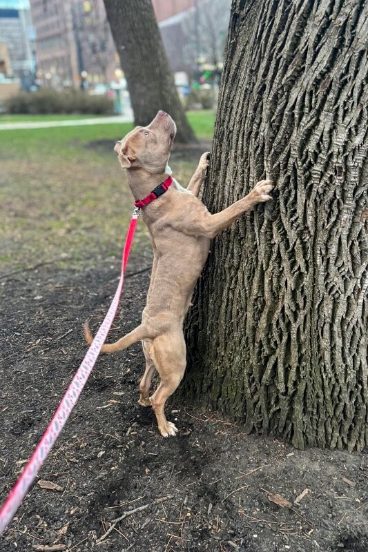 View Snow Blitz the Dog Photo #13