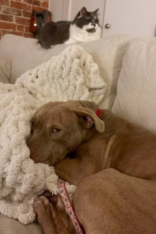 View Snow Blitz the Dog Photo #12