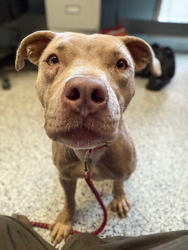 View Snow Blitz the Dog Photo #8