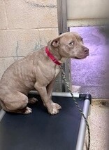 View Snow Blitz the Dog Photo #7