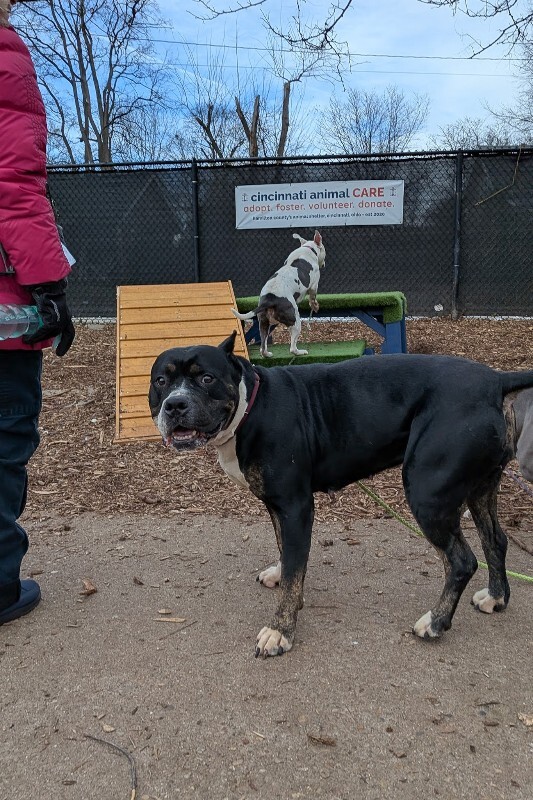 View Lady Miriam the Dog Photo #4