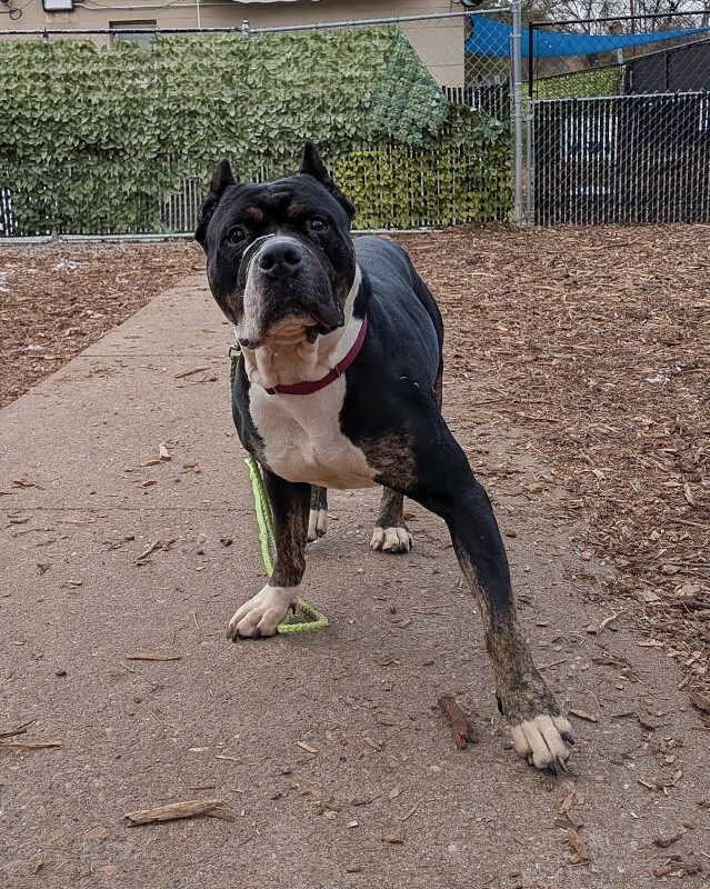 View Lady Miriam the Dog Photo #2