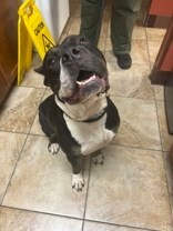 View Lady Miriam the Dog Photo #3