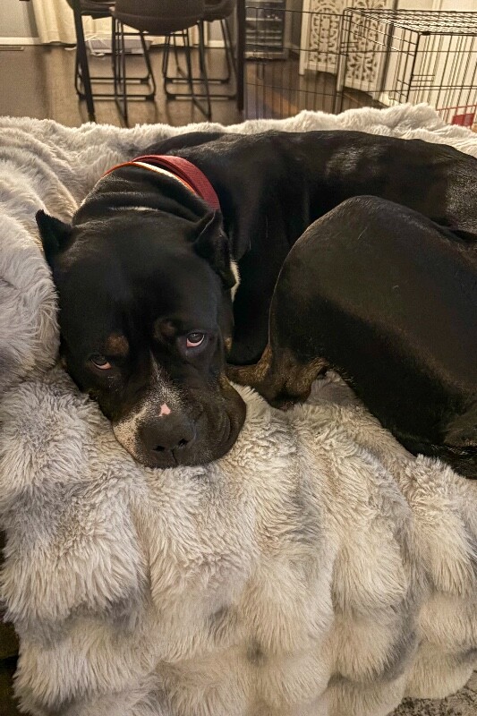 View Lady Miriam the Dog Photo #4