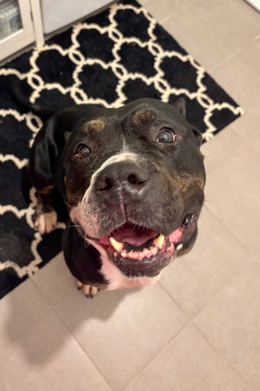 View Lady Miriam the Dog Photo #2