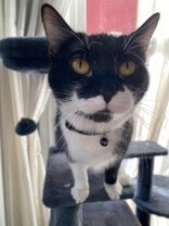 Learn More About this cat 3d10279f f81d 4081 983f d878594e219f tn1