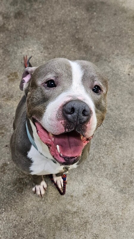 View Mr. Pibs the Dog Photo #7