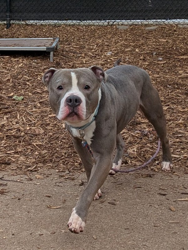 View Mr. Pibs the Dog Photo #5