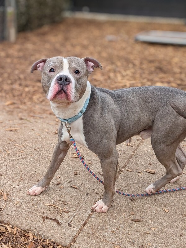 View Mr. Pibs the Dog Photo #3