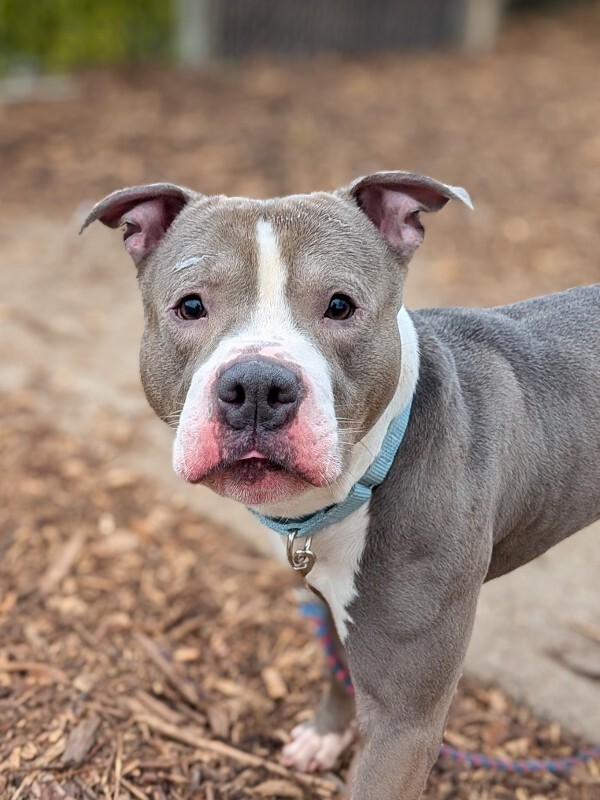 View Mr. Pibs the Dog Photo #2