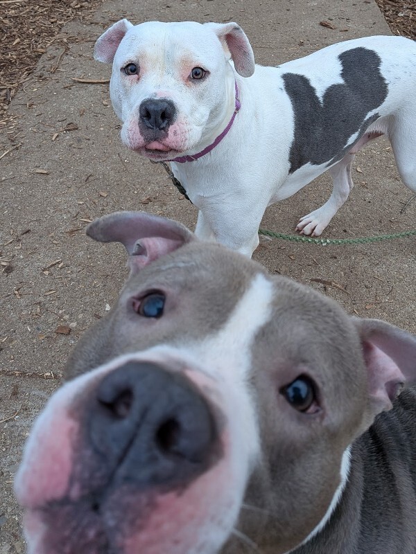 View Mr. Pibs the Dog Photo #4