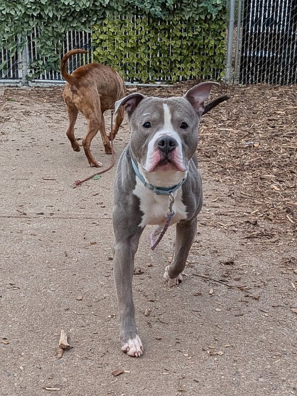 View Mr. Pibs the Dog Photo #6