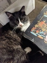 Learn More About this cat 1b04dcb8 f8a6 4f07 b99e 39888a8d1ba5 tn1