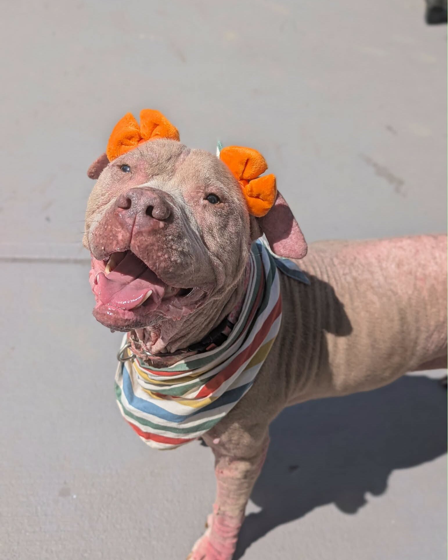 Talia - Dog
