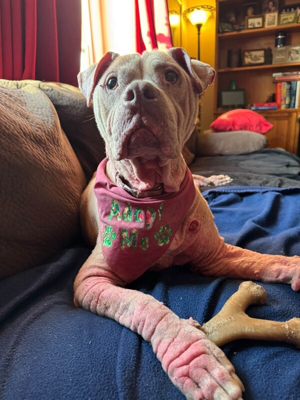 View Talia the Dog Photo #18