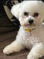 Learn More About this dog 85577f42 49aa 4f5e 915a 01eb456ea83c tn1