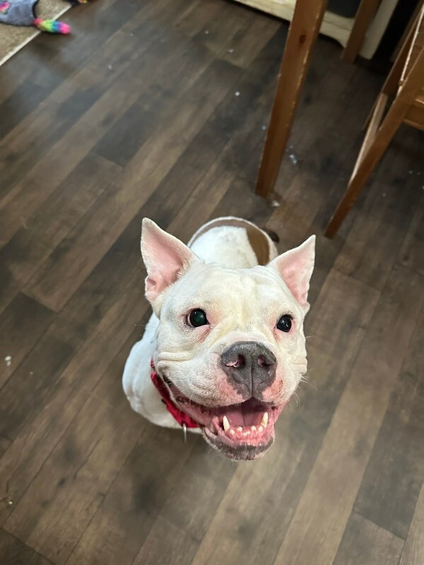 View Christmas Carol the Dog Photo #3