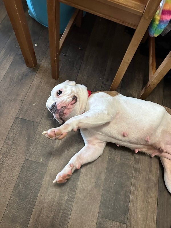 View Christmas Carol the Dog Photo #2