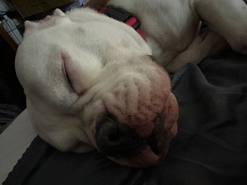 View Christmas Carol the Dog Photo #4