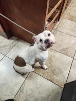 View Christmas Carol the Dog Photo #5