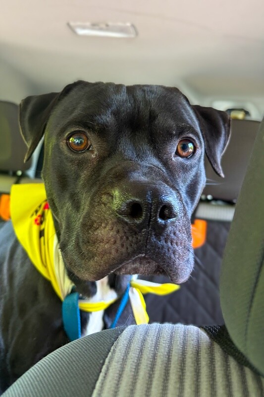 View Sparkle the Dog Photo #5