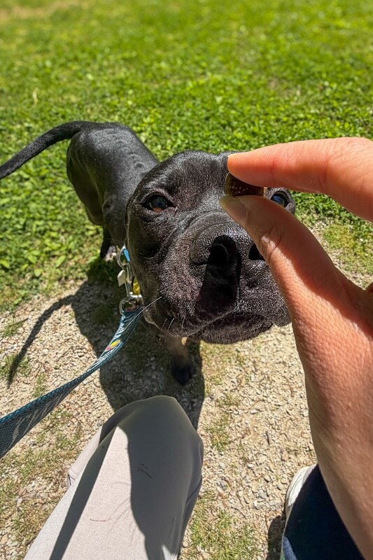 View Sparkle the Dog Photo #4