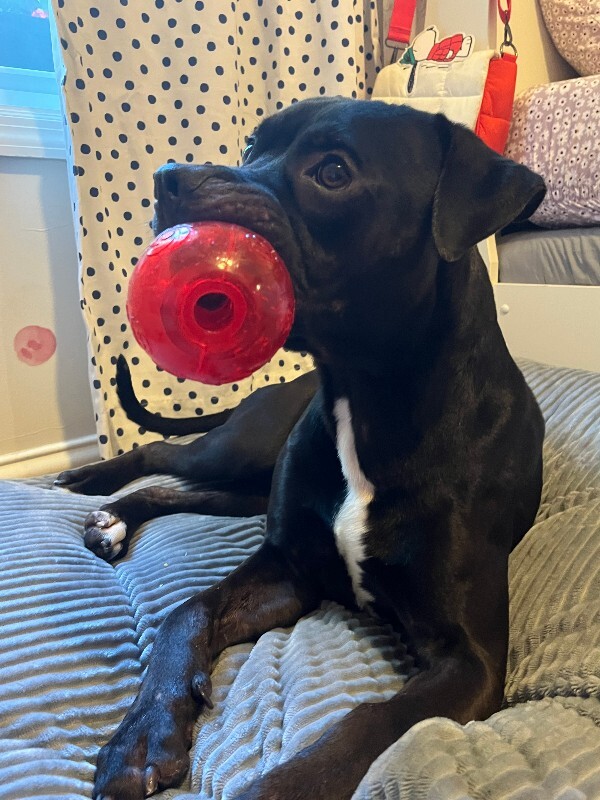 View Sparkle the Dog Photo #4