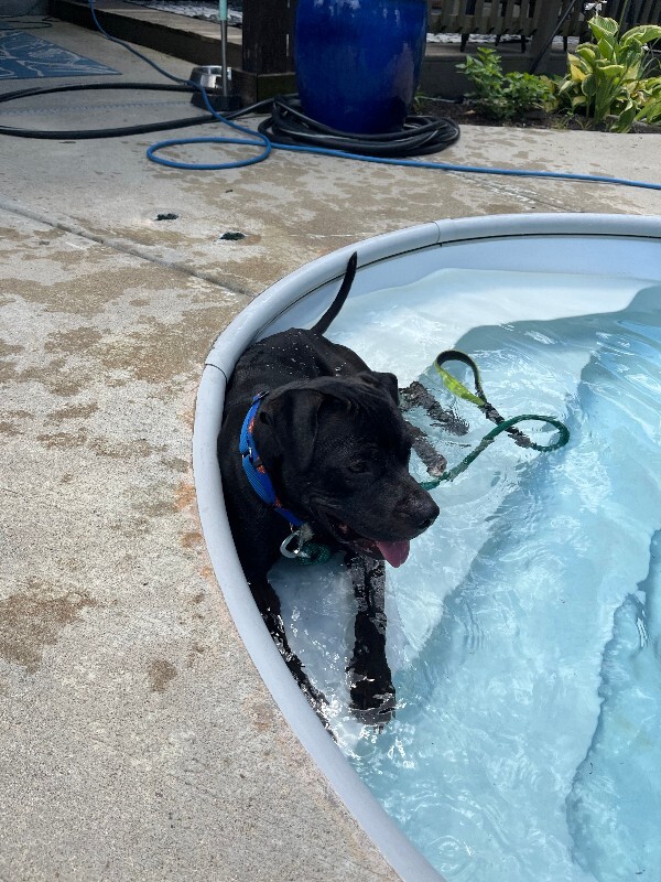 View Sparkle the Dog Photo #5