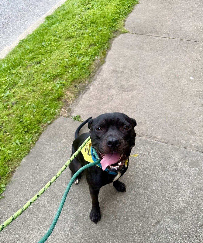 View Sparkle the Dog Photo #15