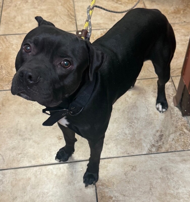 View Sparkle the Dog Photo #2