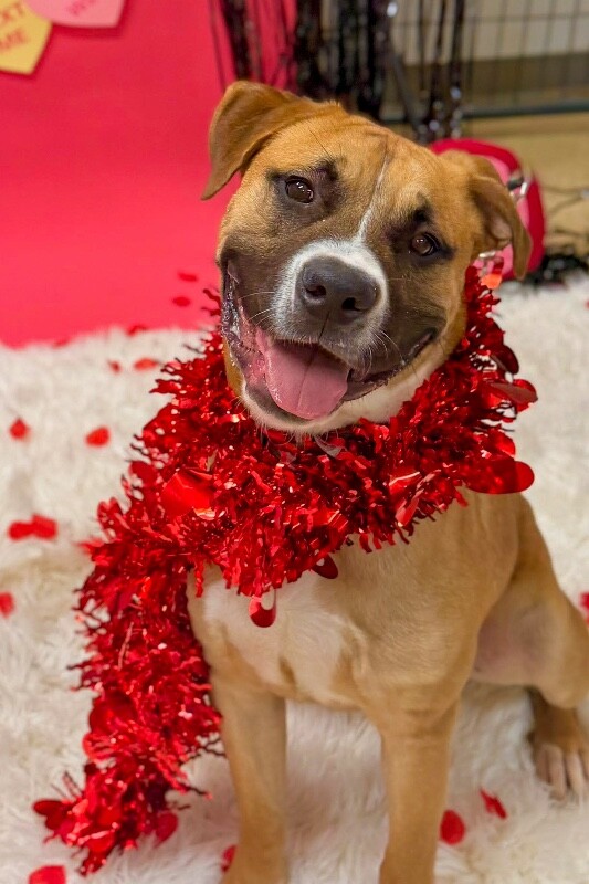 View Dustin the Dog Photo #4