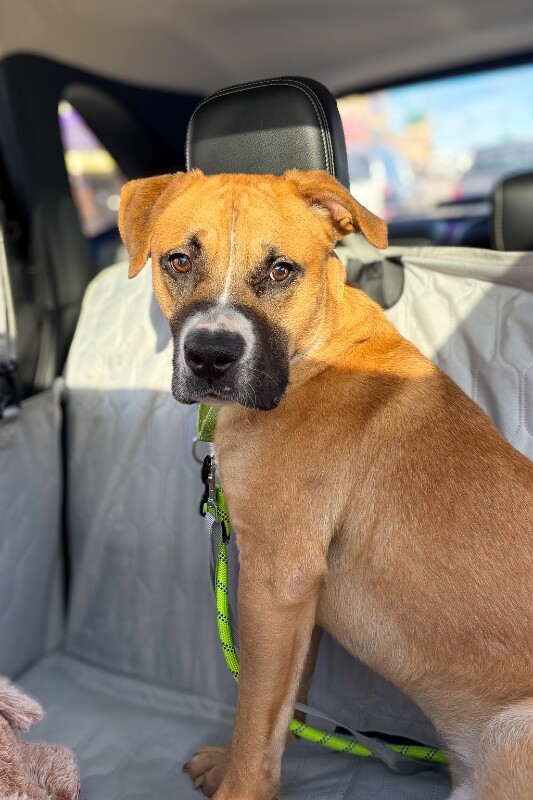 View Dustin the Dog Photo #3