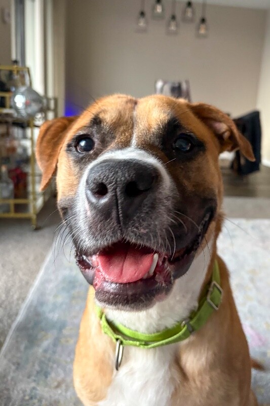 View Dustin the Dog Photo #2