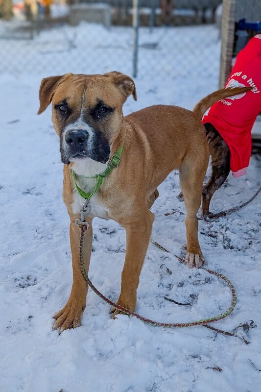 View Dustin the Dog Photo #7