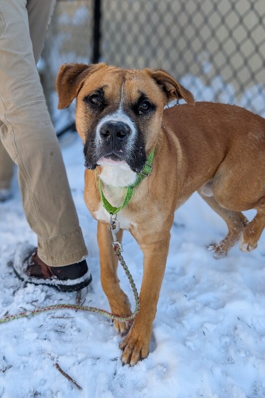 View Dustin the Dog Photo #6