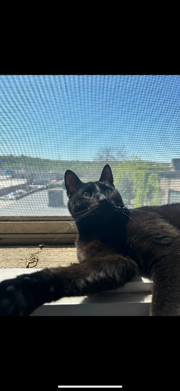 Learn More About this cat IMG 4592