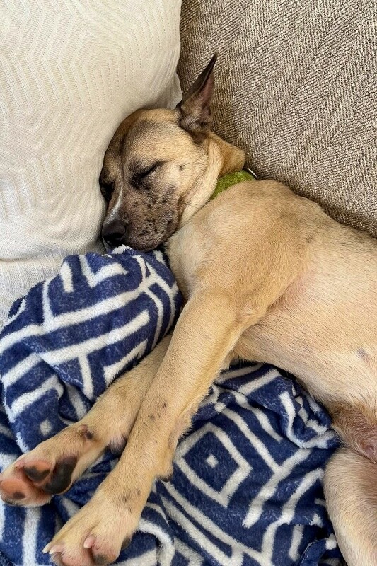 View Kendra the Dog Photo #3