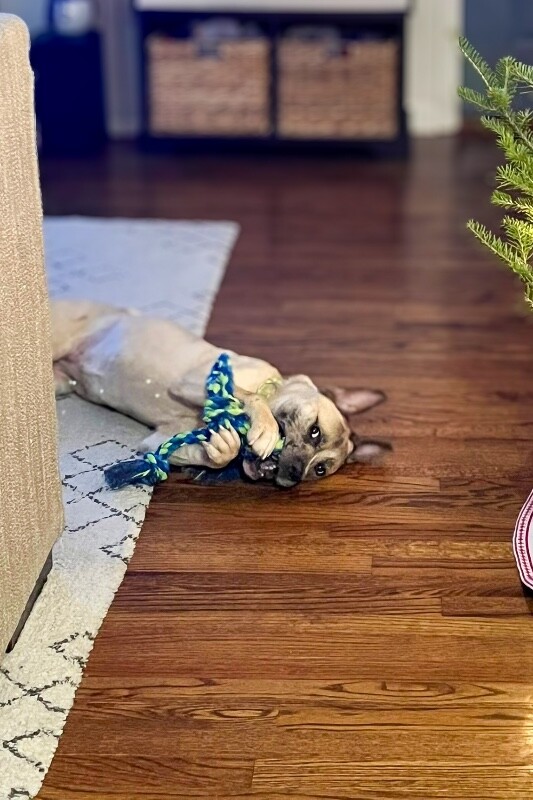 View Kendra the Dog Photo #4