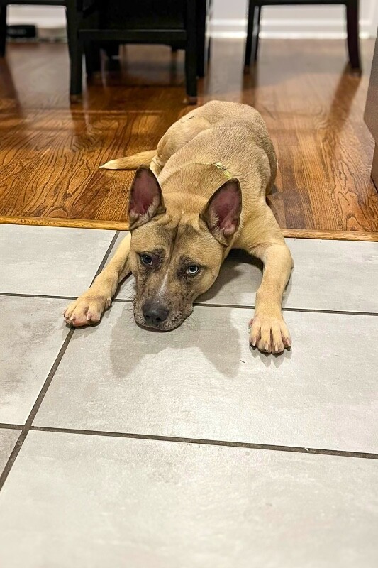 View Kendra the Dog Photo #2