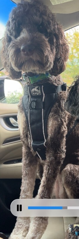 Learn More About this dog IMG 9030