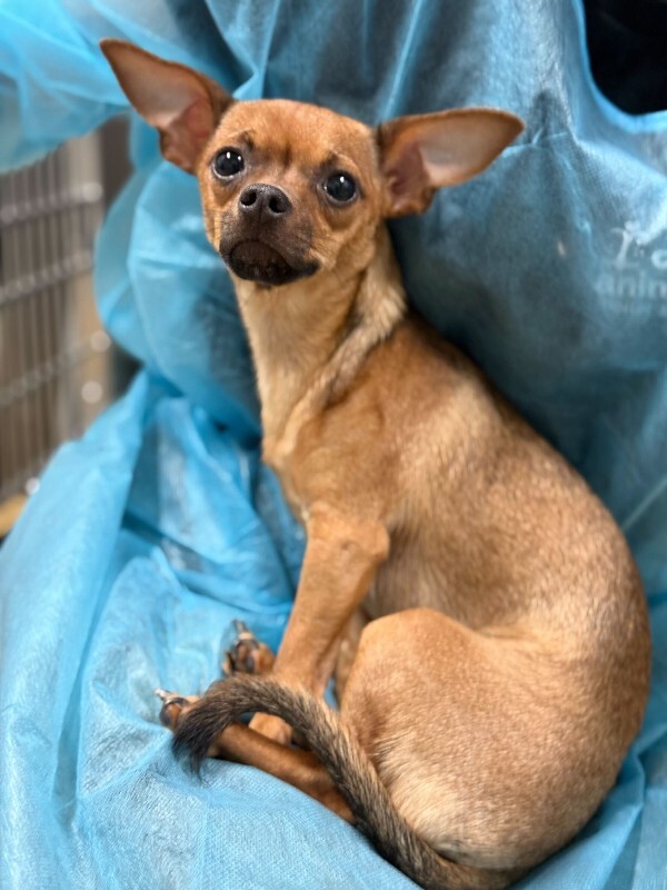 View Punki the Dog Photo #2