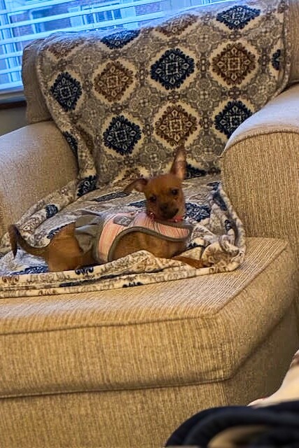 View Punki the Dog Photo #2