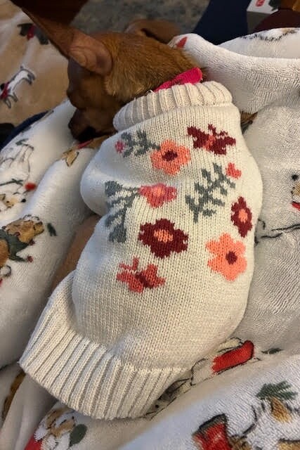 View Punki the Dog Photo #3