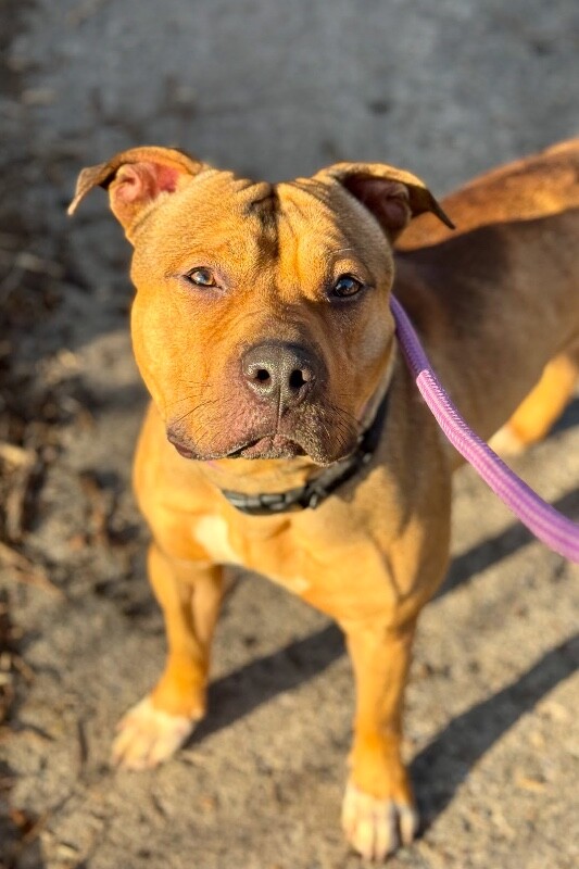 View Edward Cullen the Dog Photo #5