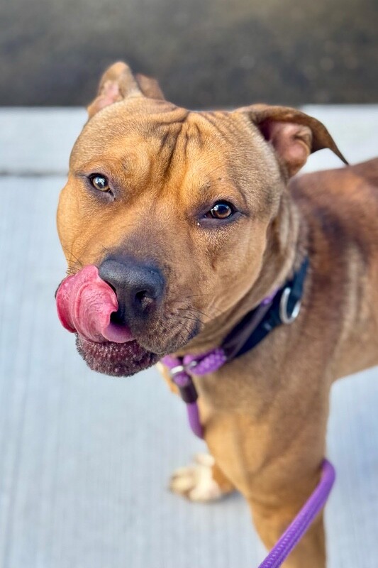 View Edward Cullen the Dog Photo #7