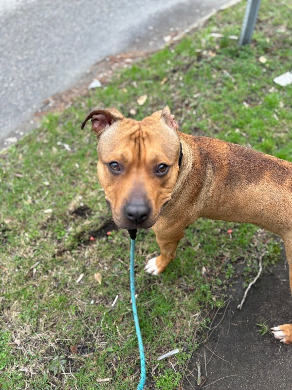 View Edward Cullen the Dog Photo #8