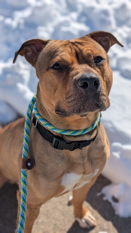 View Edward Cullen the Dog Photo #3