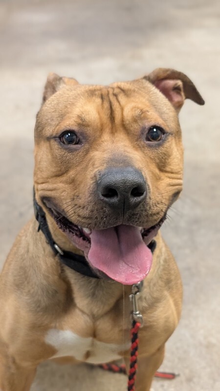 View Edward Cullen the Dog Photo #9