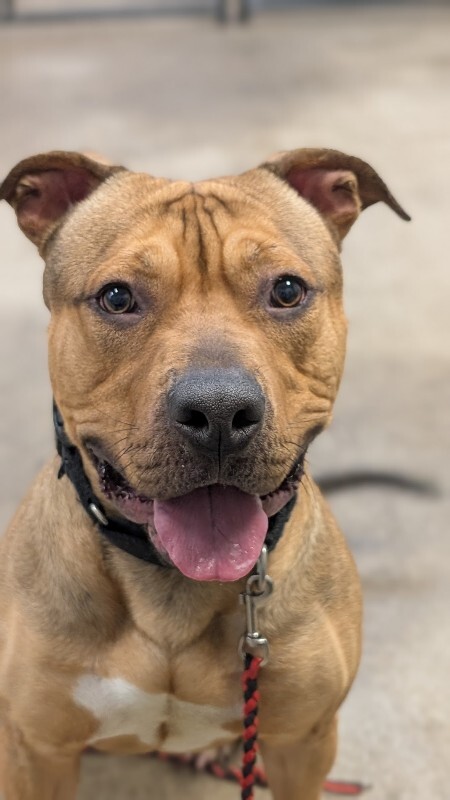 View Edward Cullen the Dog Photo #2