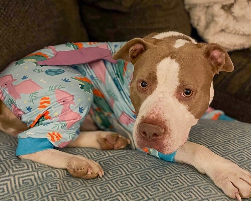 View Sir David Ii the Dog Photo #10